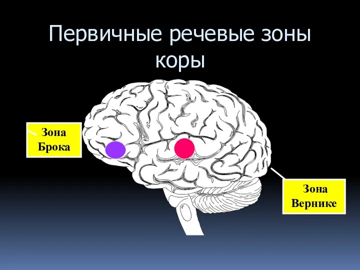 Первичные речевые зоны коры Зона Брока Зона Вернике