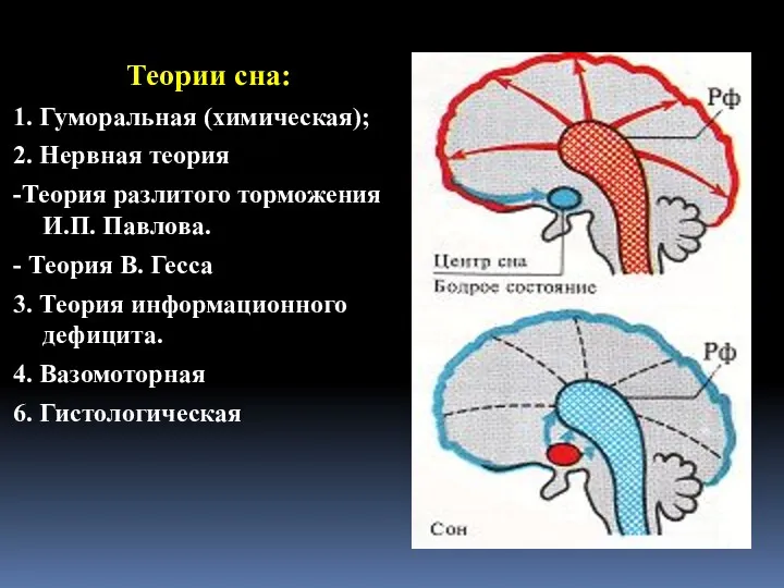 Теории сна: 1. Гуморальная (химическая); 2. Нервная теория -Теория разлитого