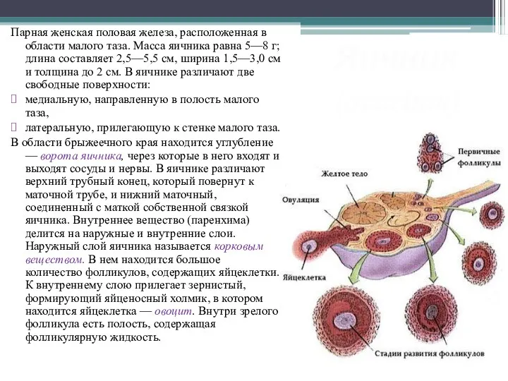 Яичник (ovarium) Парная женская половая железа, расположенная в области малого