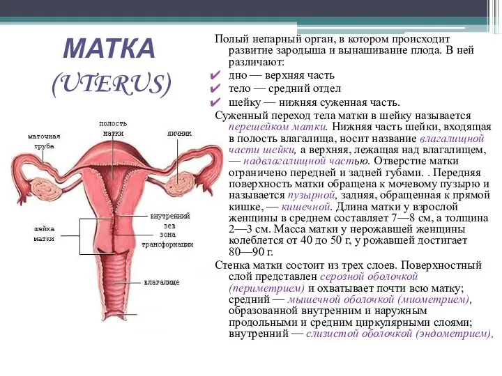 МАТКА (UTERUS) Полый непарный орган, в котором происходит развитие зародыша