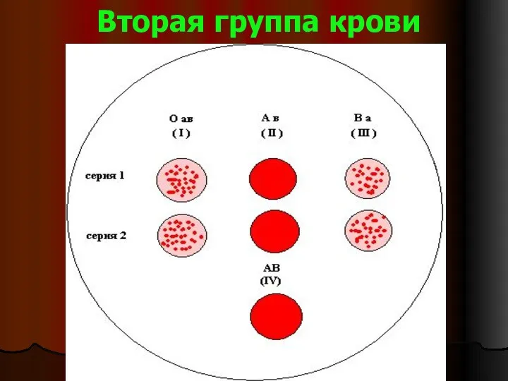 Вторая группа крови