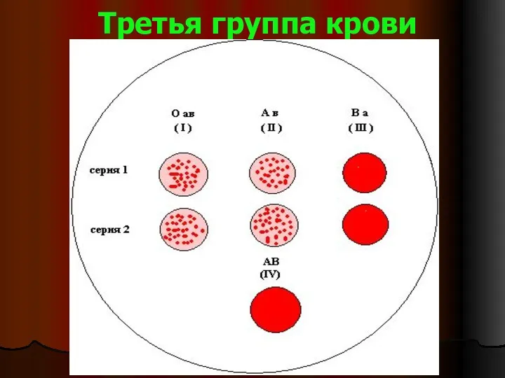 Третья группа крови