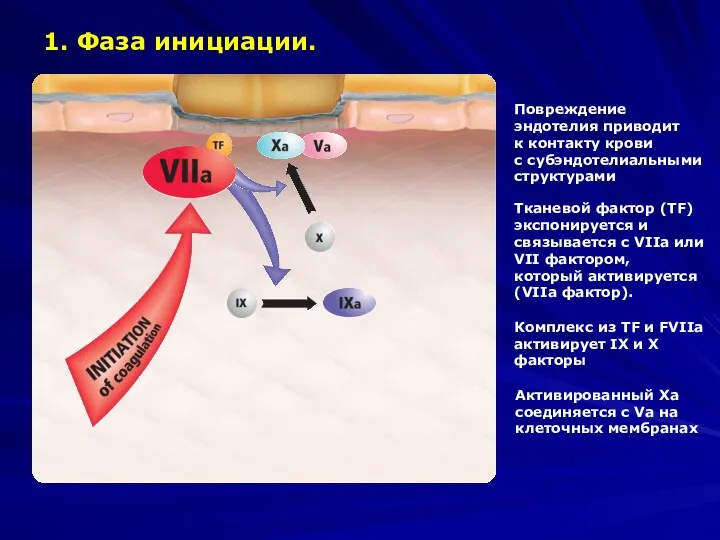 Повреждение эндотелия приводит к контакту крови с субэндотелиальными структурами Активированный