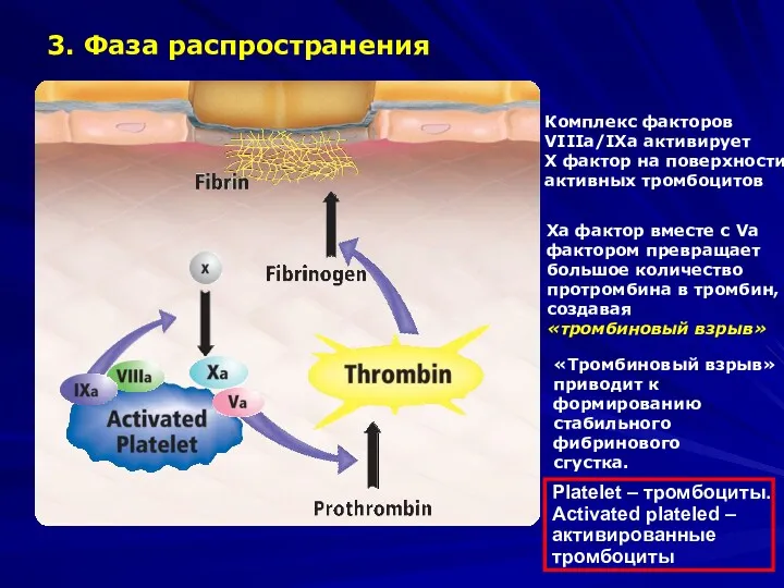 3. Фаза распространения Platelet – тромбоциты. Аctivated plateled – активированные тромбоциты