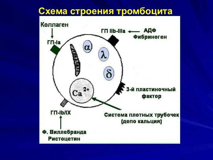 Схема строения тромбоцита