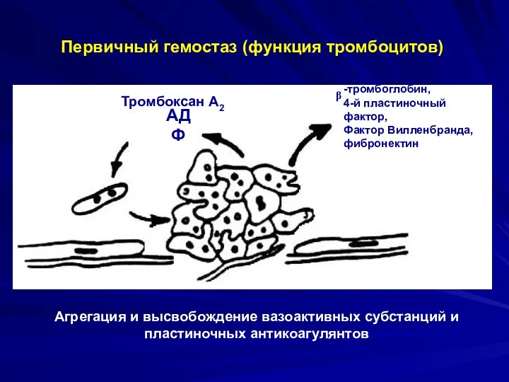 Первичный гемостаз (функция тромбоцитов) Агрегация и высвобождение вазоактивных субстанций и