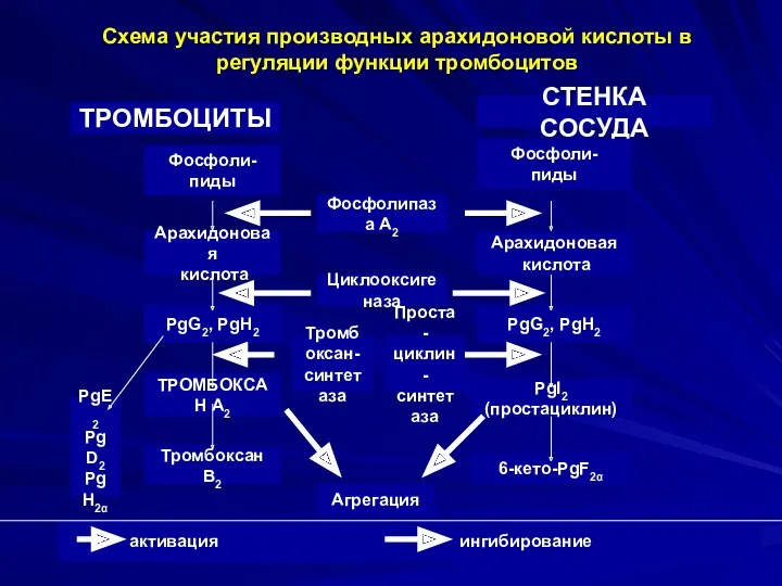 Схема участия производных арахидоновой кислоты в регуляции функции тромбоцитов ТРОМБОЦИТЫ