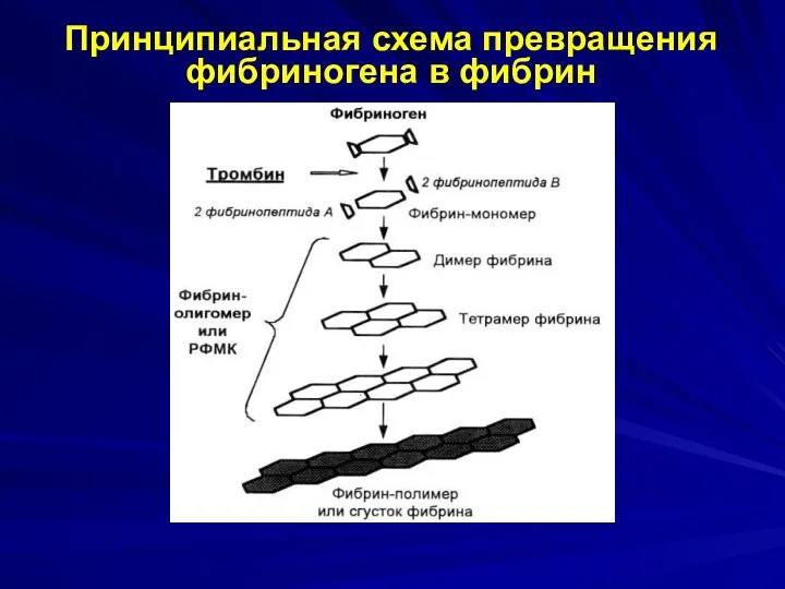 Принципиальная схема превращения фибриногена в фибрин