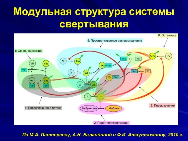 Модульная структура системы свертывания По М.А. Пантелееву, А.Н. Баландиной и Ф.И. Атауллаханову, 2010 г.
