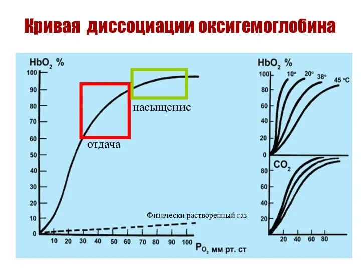 Кривая диссоциации оксигемоглобина отдача насыщение Физически растворенный газ