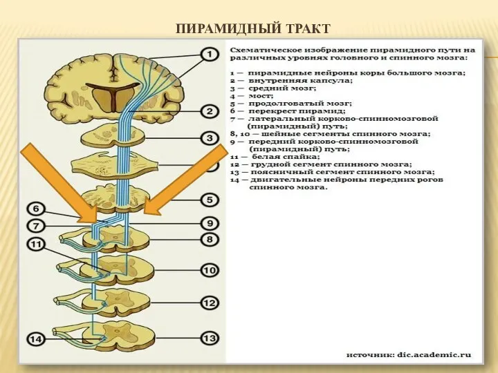 ПИРАМИДНЫЙ ТРАКТ