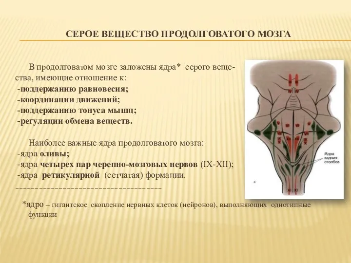 СЕРОЕ ВЕЩЕСТВО ПРОДОЛГОВАТОГО МОЗГА В продолговатом мозге заложены ядра* серого