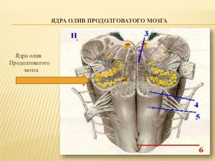 ЯДРА ОЛИВ ПРОДОЛГОВАТОГО МОЗГА Ядра олив Продолговатого мозга