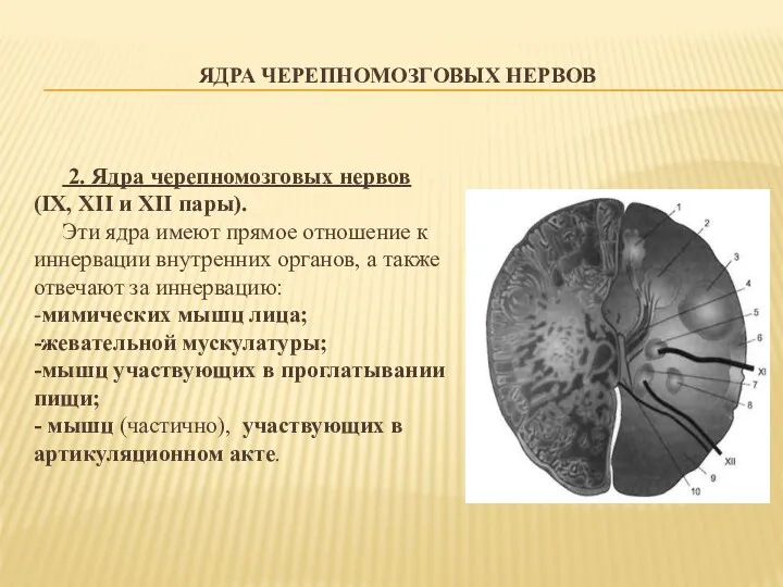 ЯДРА ЧЕРЕПНОМОЗГОВЫХ НЕРВОВ 2. Ядра черепномозговых нервов (IX, XII и XII пары). Эти