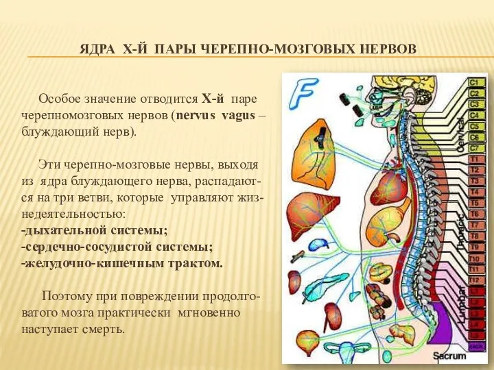 ЯДРА X-Й ПАРЫ ЧЕРЕПНО-МОЗГОВЫХ НЕРВОВ Особое значение отводится X-й паре черепномозговых нервов (nеrvus