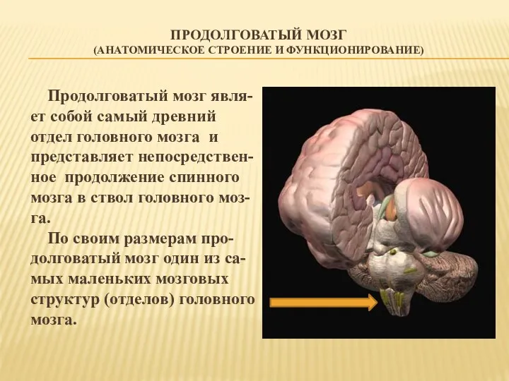 Продолговатый мозг явля- ет собой самый древний отдел головного мозга и представляет непосредствен-