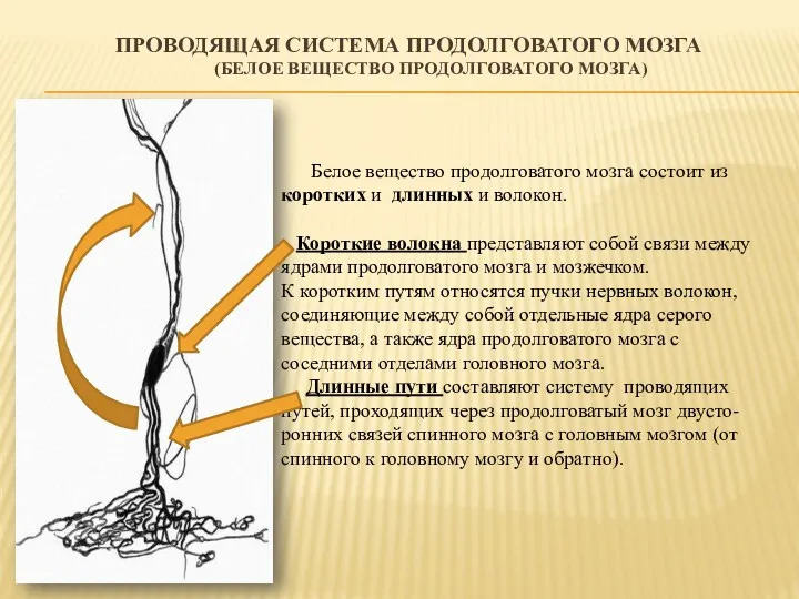 ПРОВОДЯЩАЯ СИСТЕМА ПРОДОЛГОВАТОГО МОЗГА (БЕЛОЕ ВЕЩЕСТВО ПРОДОЛГОВАТОГО МОЗГА) Белое вещество продолговатого мозга состоит