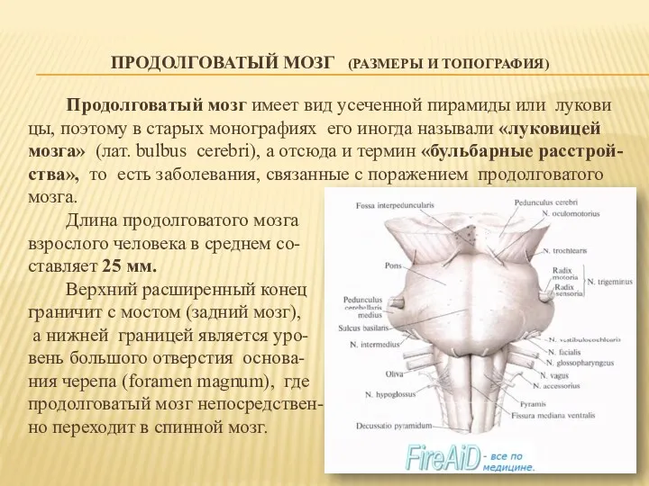 ПРОДОЛГОВАТЫЙ МОЗГ (РАЗМЕРЫ И ТОПОГРАФИЯ) Продолговатый мозг имеет вид усеченной пирамиды или лукови