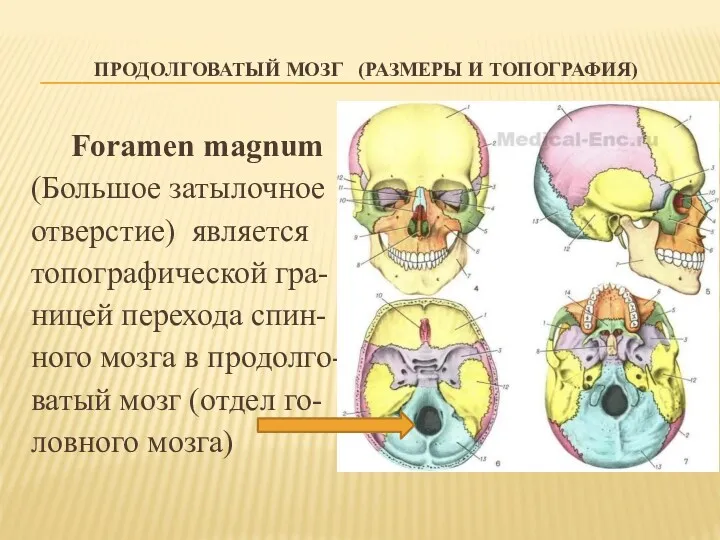 ПРОДОЛГОВАТЫЙ МОЗГ (РАЗМЕРЫ И ТОПОГРАФИЯ) Foramen magnum (Большое затылочное отверстие)