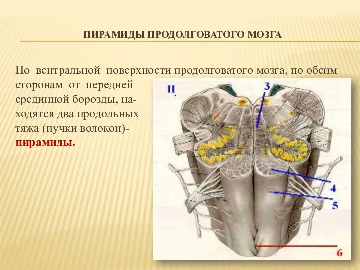 ПИРАМИДЫ ПРОДОЛГОВАТОГО МОЗГА По вентральной поверхности продолговатого мозга, по обеим