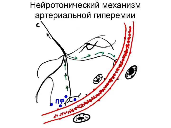 Нейротонический механизм артериальной гиперемии