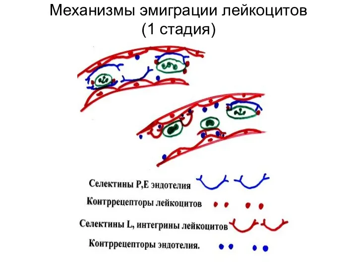 Механизмы эмиграции лейкоцитов (1 стадия)