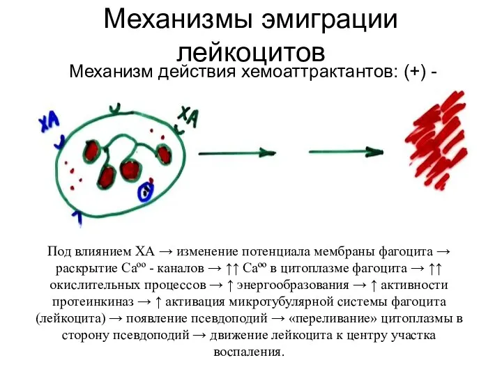Механизмы эмиграции лейкоцитов Механизм действия хемоаттрактантов: (+) - хемотаксис Под влиянием ХА →