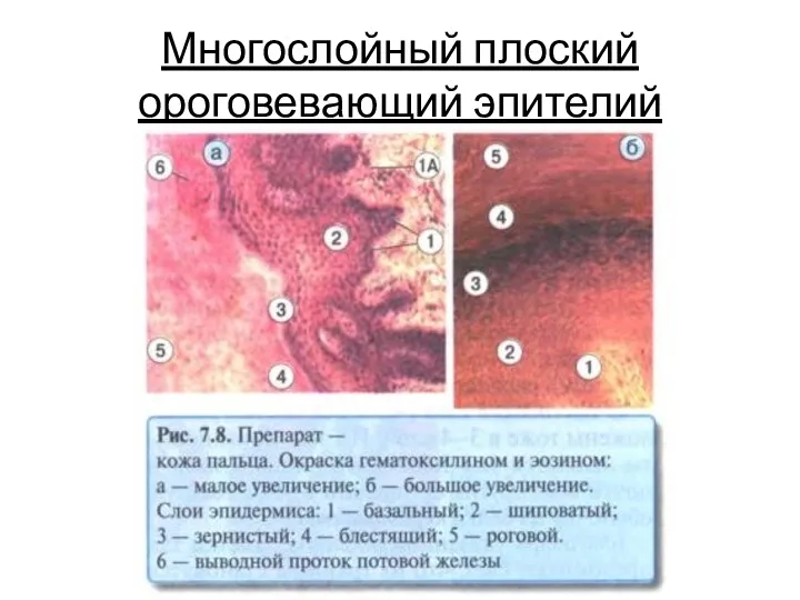 Многослойный плоский ороговевающий эпителий