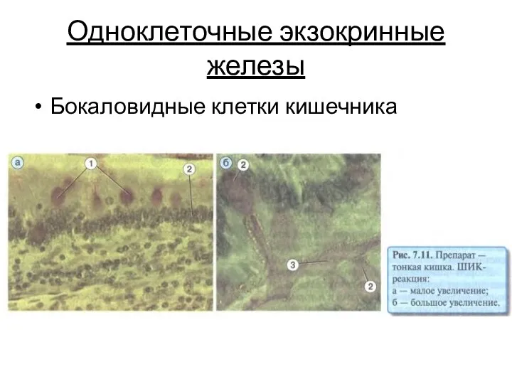 Одноклеточные экзокринные железы Бокаловидные клетки кишечника