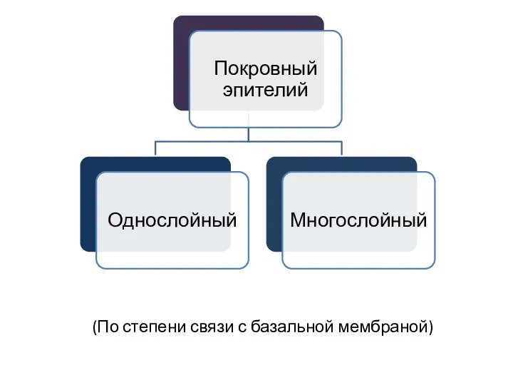 (По степени связи с базальной мембраной)