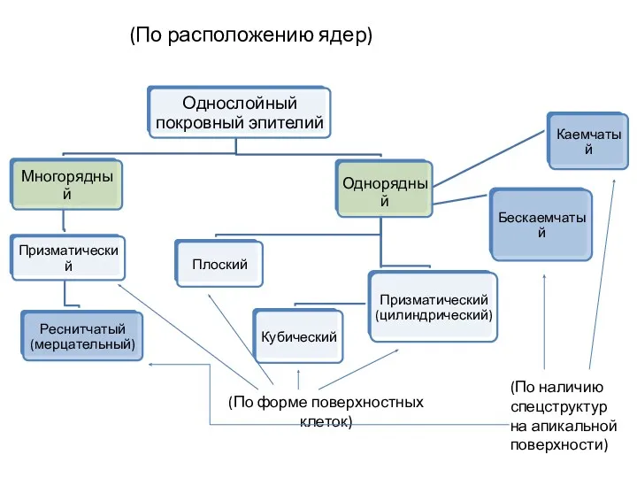 (По расположению ядер) (По форме поверхностных клеток) (По наличию спецструктур на апикальной поверхности)