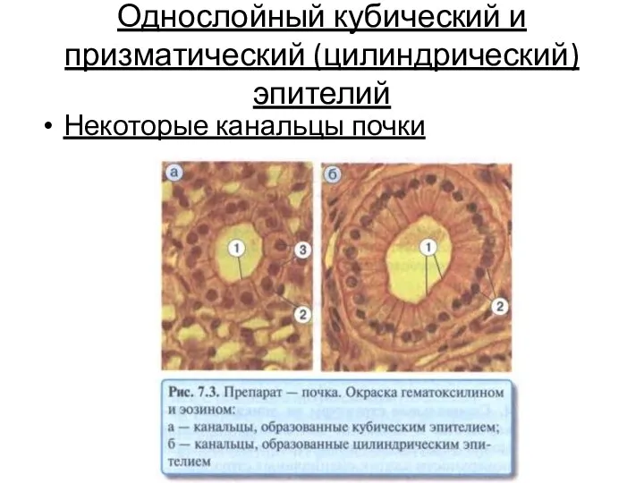 Однослойный кубический и призматический (цилиндрический) эпителий Некоторые канальцы почки