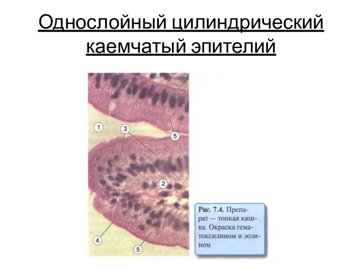 Однослойный цилиндрический каемчатый эпителий