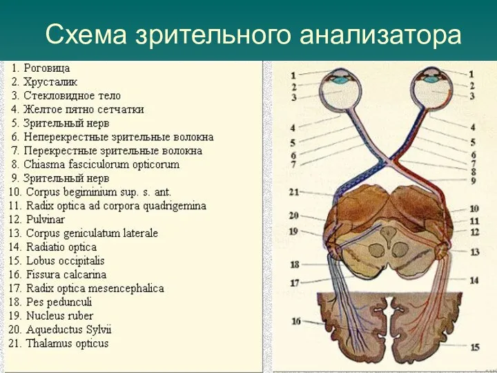 Схема зрительного анализатора