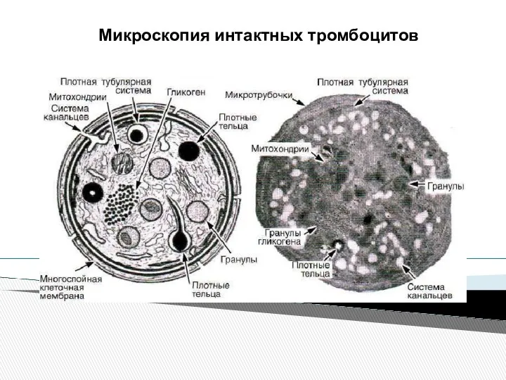 Микроскопия интактных тромбоцитов