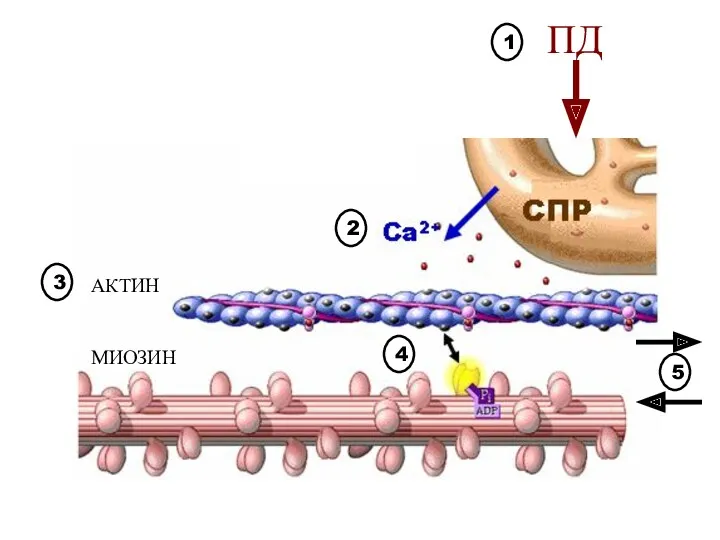 ПД АКТИН МИОЗИН 1 2 3 4 5