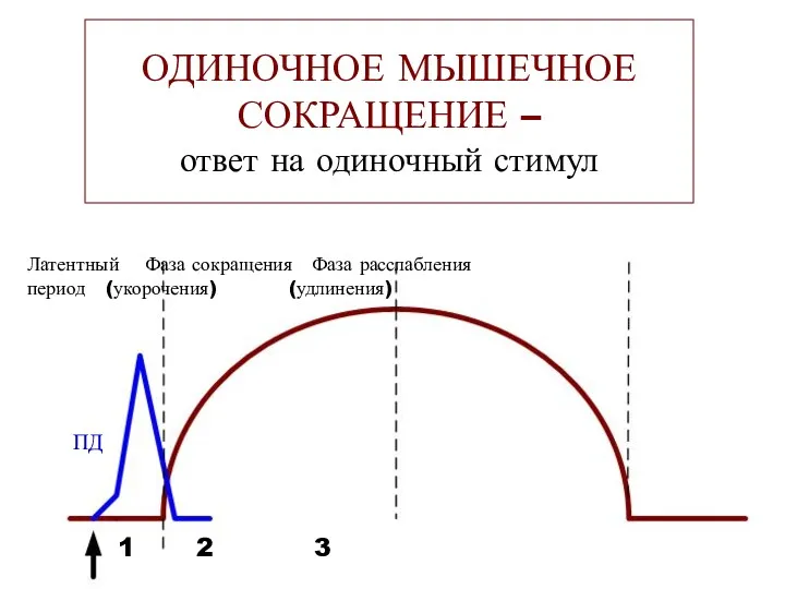 Latent Contraction Relaxation period phase phase AP ОДИНОЧНОЕ МЫШЕЧНОЕ СОКРАЩЕНИЕ
