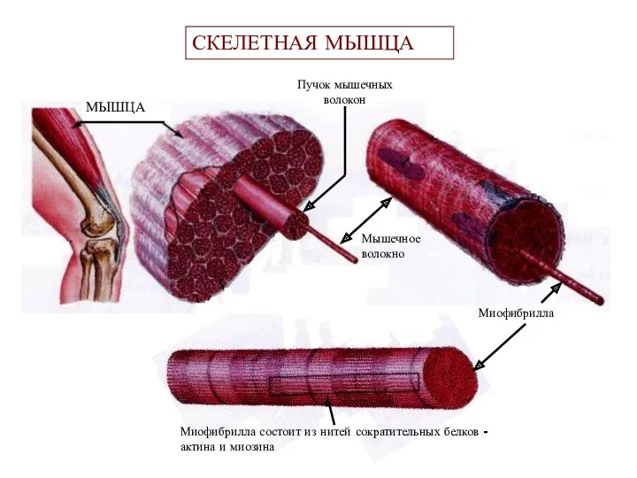 МЫШЦА Мышечное волокно Миофибрилла Миофибрилла состоит из нитей сократительных белков