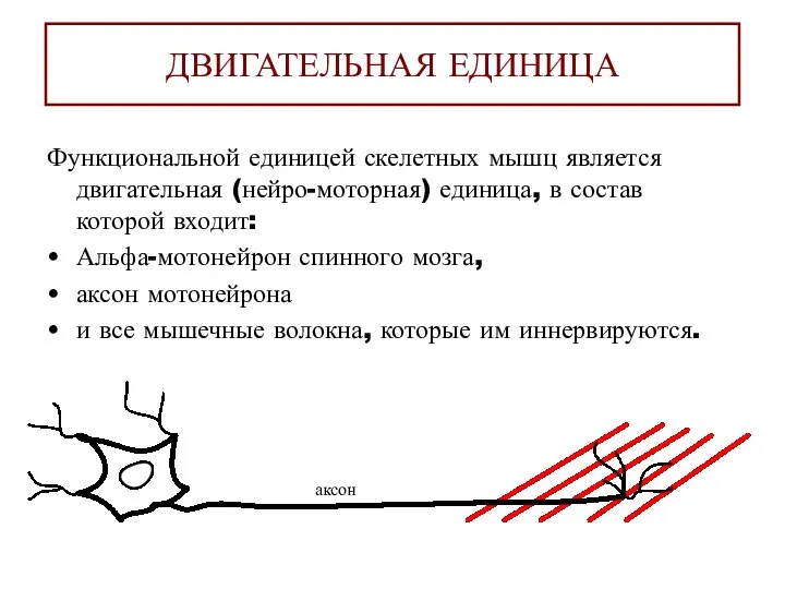 ДВИГАТЕЛЬНАЯ ЕДИНИЦА Функциональной единицей скелетных мышц является двигательная (нейро-моторная) единица,