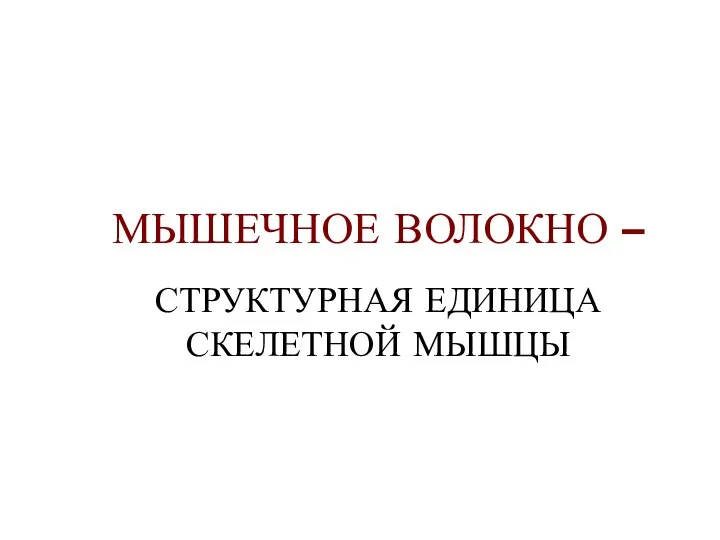 МЫШЕЧНОЕ ВОЛОКНО – СТРУКТУРНАЯ ЕДИНИЦА СКЕЛЕТНОЙ МЫШЦЫ