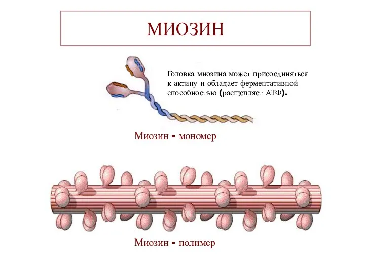 МИОЗИН Миозин - мономер Головка миозина может присоединяться к актину
