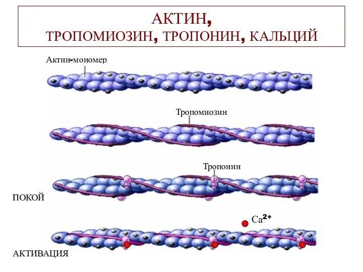 АКТИН, ТРОПОМИОЗИН, ТРОПОНИН, КАЛЬЦИЙ Актин-мономер Тропомиозин Тропонин Са2+ ПОКОЙ АКТИВАЦИЯ