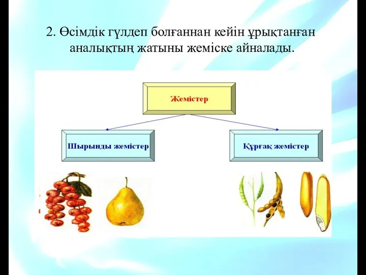 2. Өсімдік гүлдеп болғаннан кейін ұрықтанған аналықтың жатыны жеміске айналады.