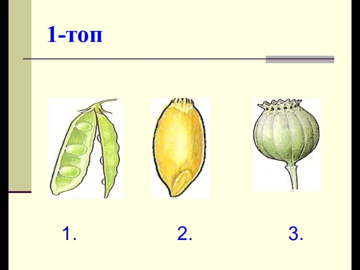 1-топ 1. 2. 3.