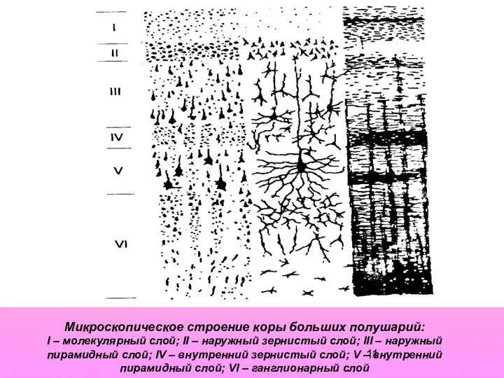 Микроскопическое строение коры больших полушарий: I – молекулярный слой; II – наружный зернистый