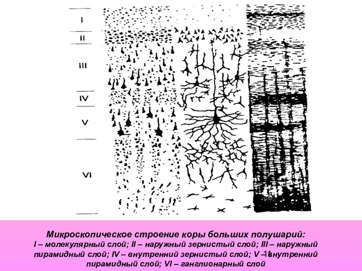 Микроскопическое строение коры больших полушарий: I – молекулярный слой; II