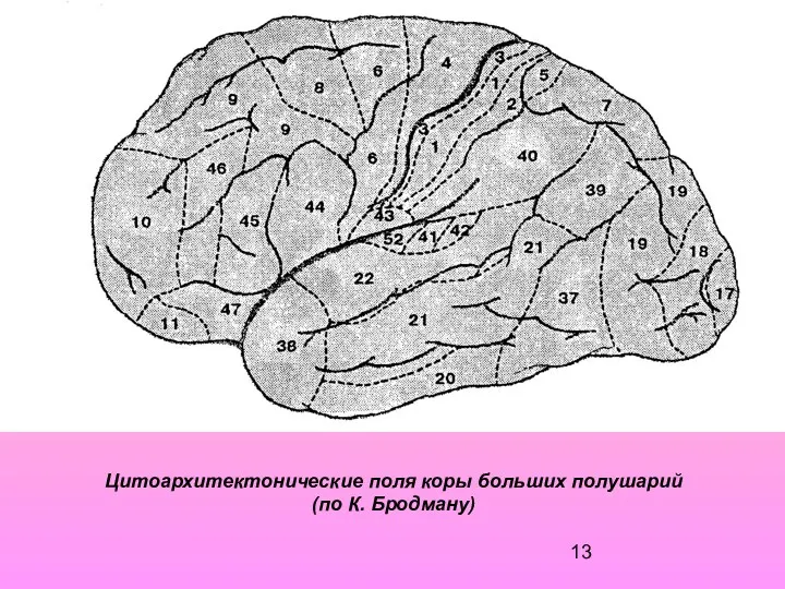 Цитоархитектонические поля коры больших полушарий (по К. Бродману)