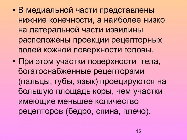 В медиальной части представлены нижние конечности, а наиболее низко на латеральной части извилины