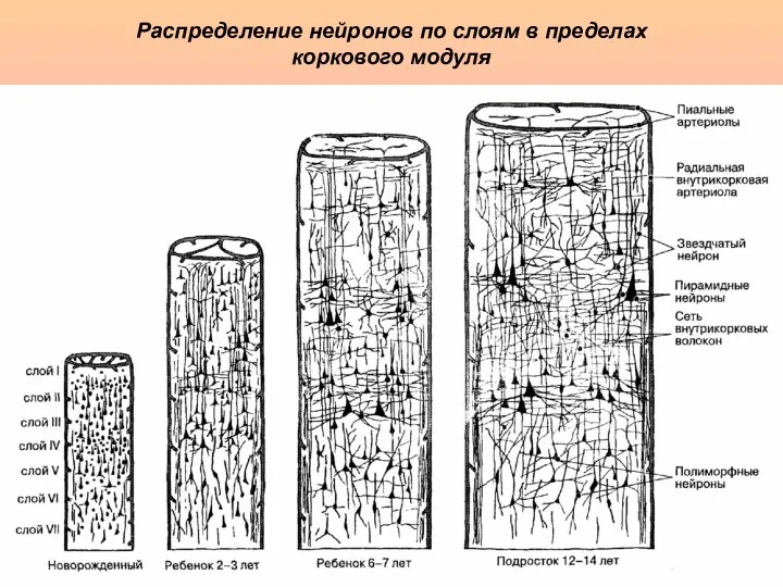 Распределение нейронов по слоям в пределах коркового модуля