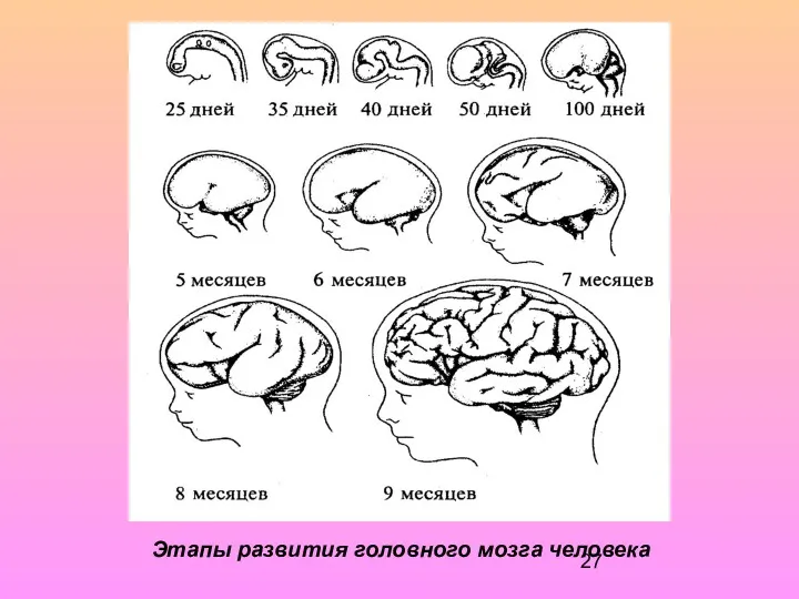 Этапы развития головного мозга человека